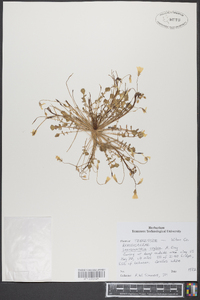 Leavenworthia stylosa image