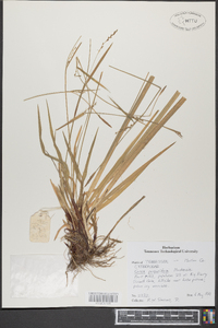 Carex purpurifera image