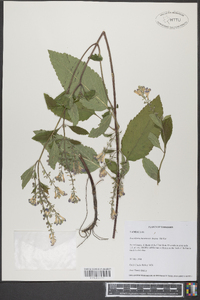 Scutellaria incana image