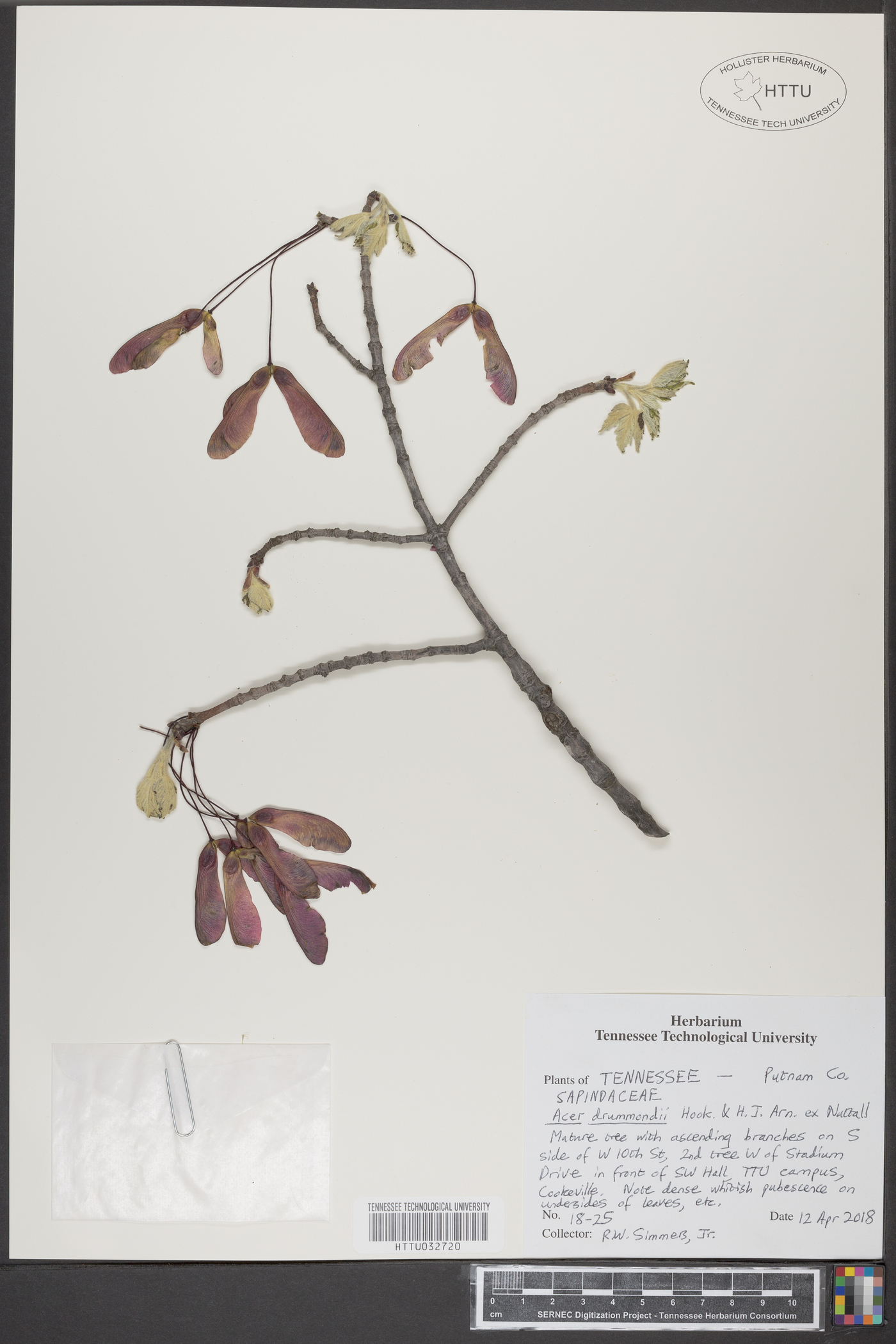 Acer drummondii image