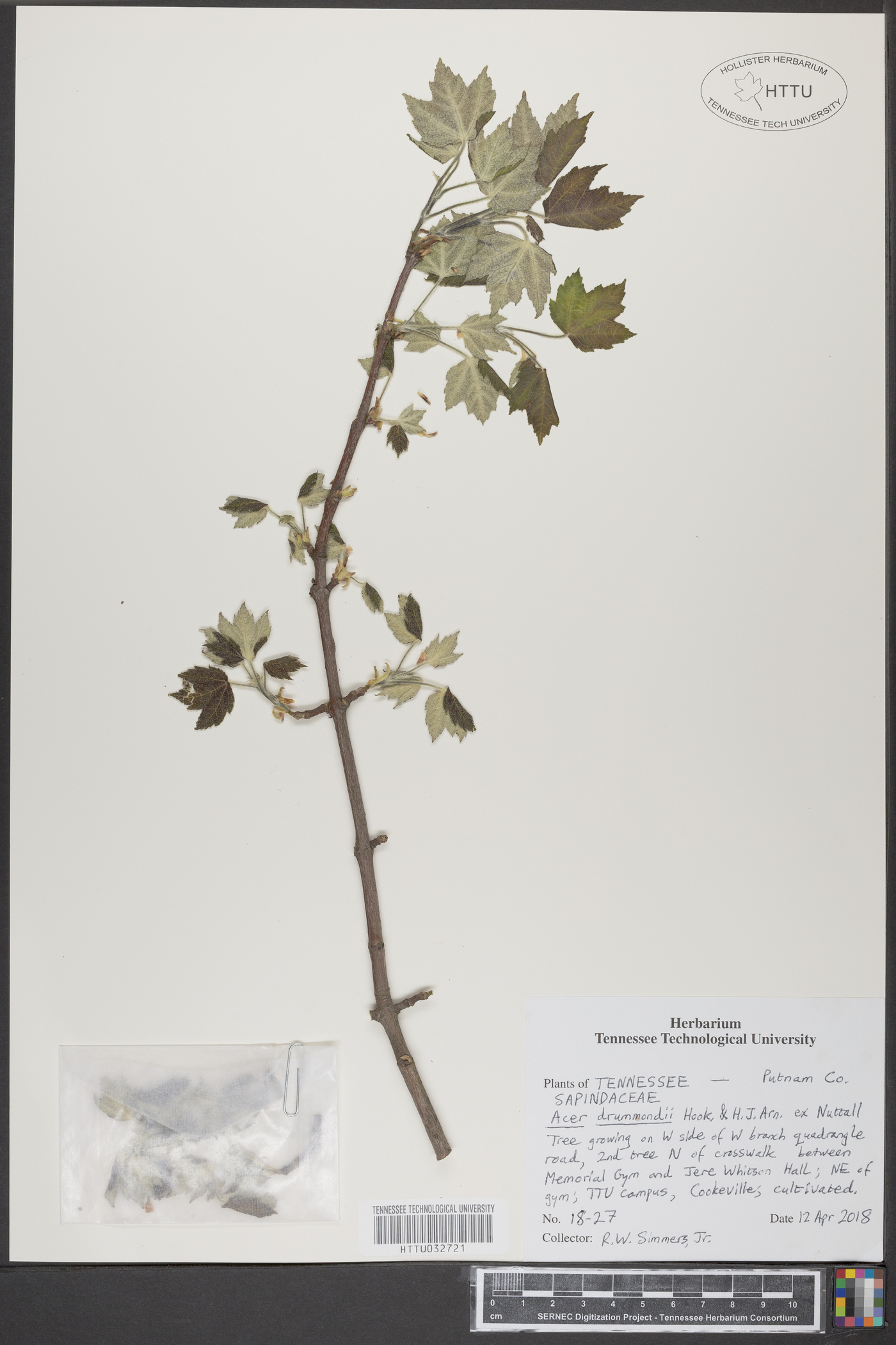 Acer drummondii image