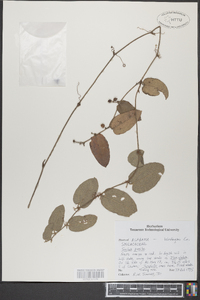 Smilax pumila image