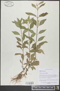 Mimulus alatus image