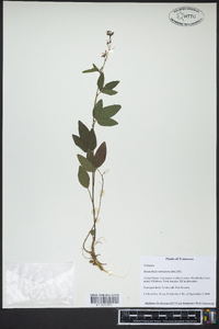 Desmodium tortuosum image