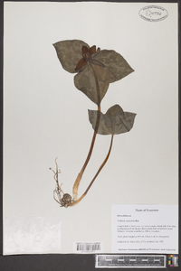 Trillium cuneatum image