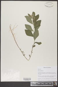 Sida rhombifolia image