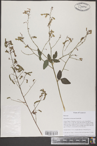 Desmodium tortuosum image