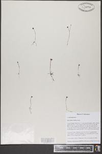 Utricularia gibba image