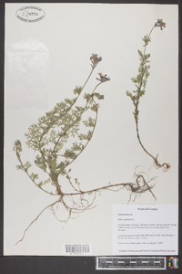 Phlox subulata image