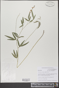 Orbexilum pedunculatum image