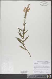 Physostegia virginiana image