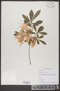 Rhododendron arborescens image