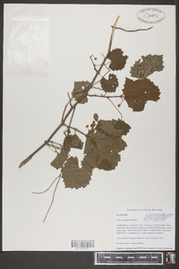 Vitis rotundifolia image