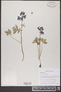 Delphinium tricorne image