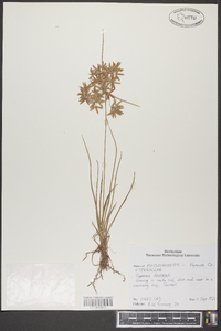 Cyperus dentatus image