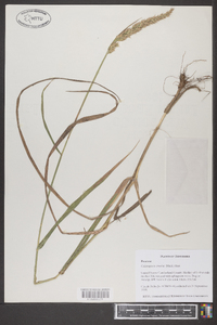 Calamagrostis cinnoides image