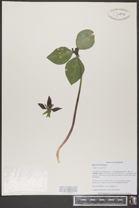 Trillium recurvatum image