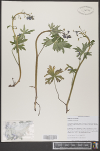 Delphinium tricorne image