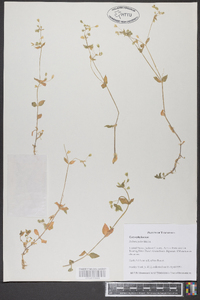 Stellaria puber image