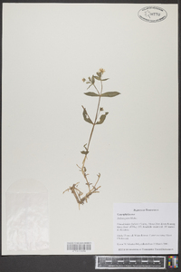 Stellaria puber image