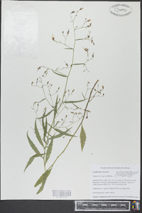 Campanula divaricata image