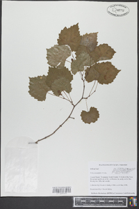 Vitis rotundifolia image