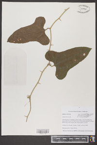 Smilax bona-nox image