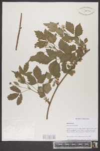 Rubus flagellaris image