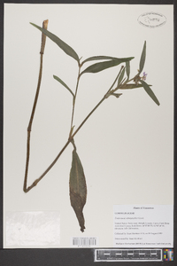 Tradescantia subaspera image