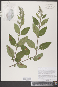 Scutellaria incana image