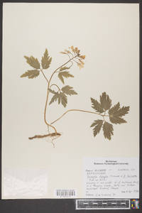 Cardamine diphylla image