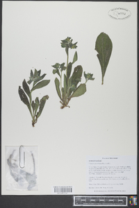 Lithospermum tuberosum image