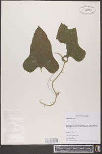 Smilax bona-nox image