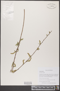 Salix nigra var. altissima image