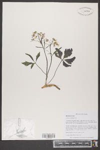 Cardamine angustata image