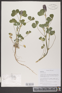 Trifolium incarnatum image