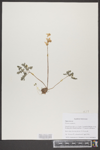 Dicentra cucullaria image