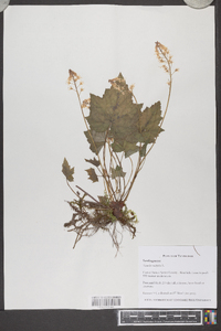 Tiarella cordifolia image