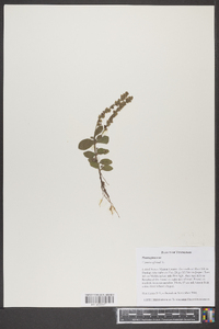 Veronica officinalis image