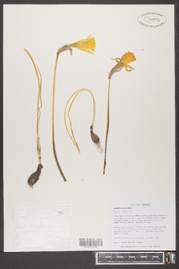 Narcissus pseudonarcissus image