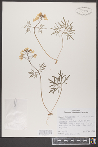 Cardamine dissecta image