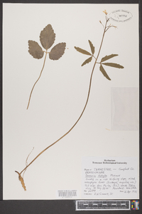 Cardamine diphylla image