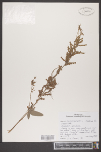 Desmodium canadense image