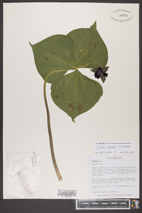 Trillium sulcatum image