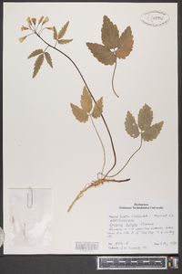 Cardamine diphylla image