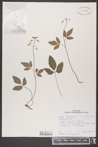 Cardamine diphylla image