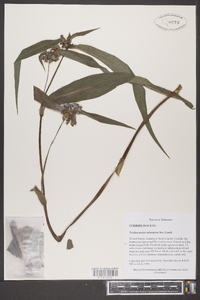 Tradescantia subaspera image