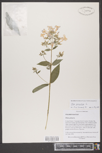 Phlox paniculata image