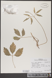 Cardamine diphylla image