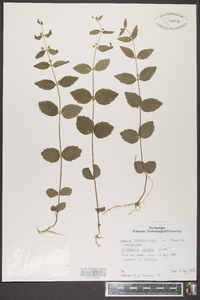 Scutellaria nervosa image